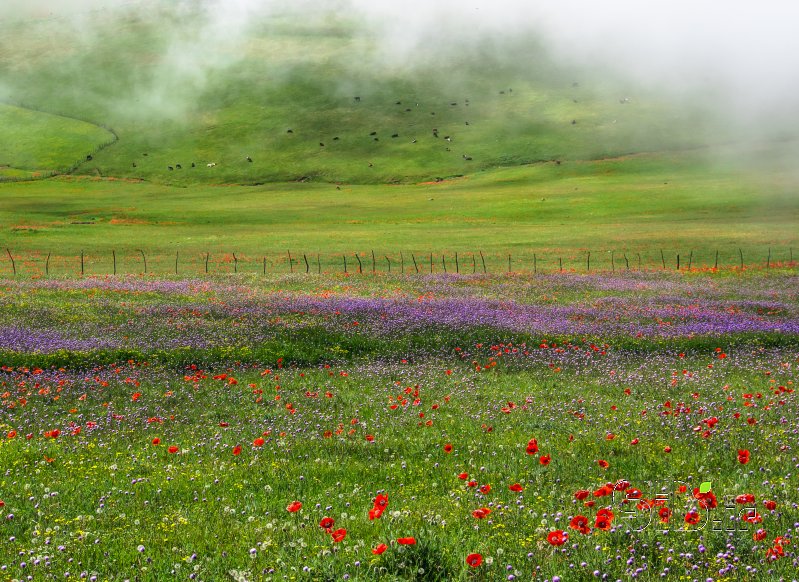 قاب عکس مدرن بهار منظره   طبیعت / روستایی اثر فرید ثانی