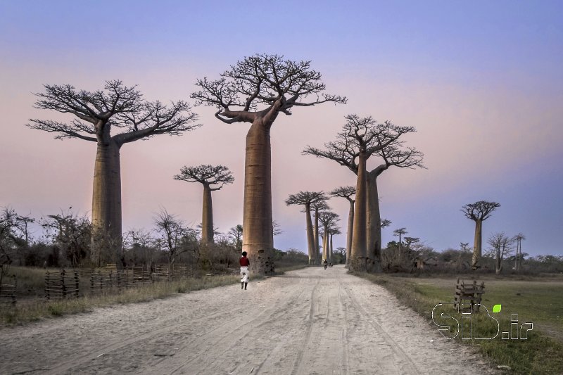 قاب عکس مدرن Baobab Street منظره   طبیعت / روستایی اثر فرید ثانی