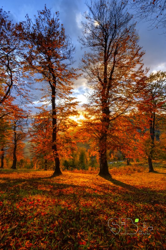 قاب عکس مدرن Golden Time in a Golden Place منظره   طبیعت / روستایی اثر امیر  عبدل پناه