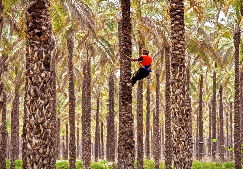 قاب عکس مدرن نخلستان مستند انسانی  اثر فرید ثانی