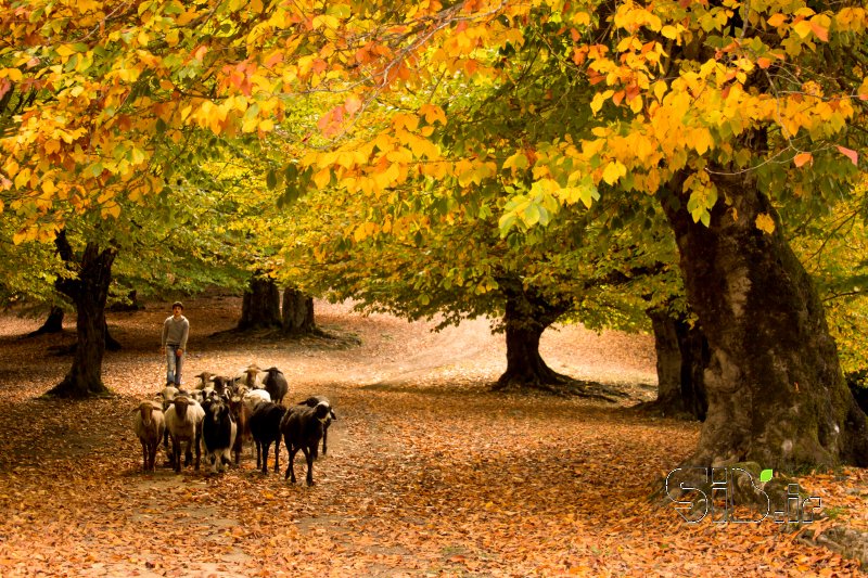 قاب عکس مدرن پاییز منظره   طبیعت / روستایی اثر مرتضی جعفری