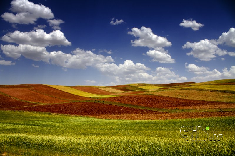 قاب عکس مدرن گندمزار منظره   طبیعت / روستایی اثر اصغر محمدی نصرآبادی