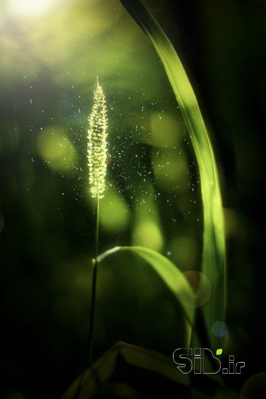 قاب عکس مدرن GREEN منظره   طبیعت / روستایی اثر کیارش کرمی