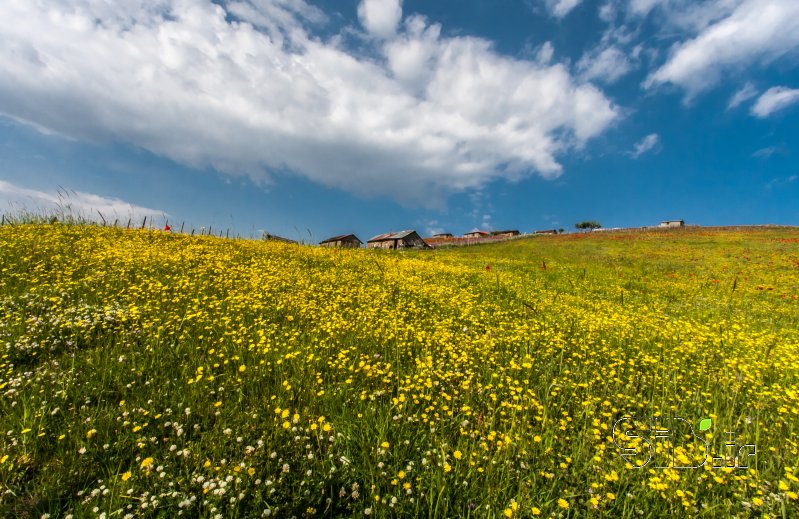 قاب عکس مدرن زندگی در میان گلزار منظره   طبیعت / روستایی اثر داوود فضائلى