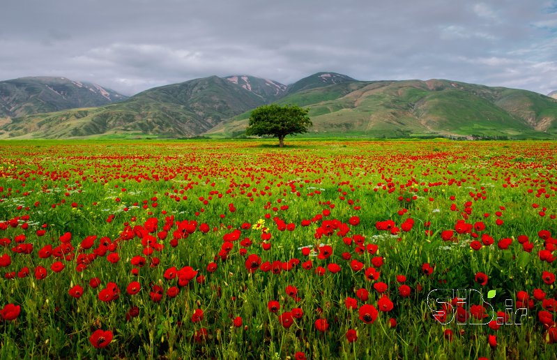 قاب عکس مدرن بهار منظره   طبیعت / روستایی اثر بردیا سعادت