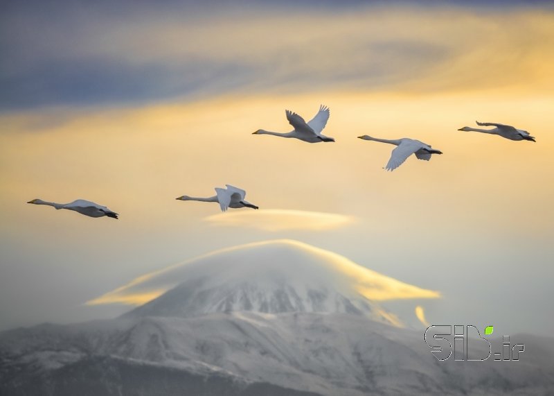 Swans and Damavand Peak