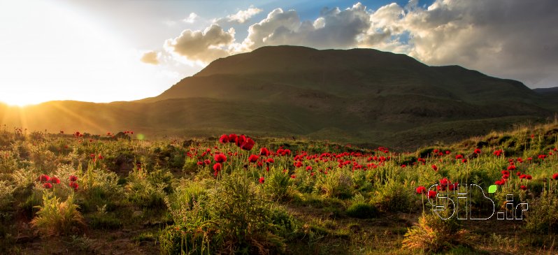 قاب عکس مدرن دشت شقایق منظره   طبیعت / روستایی اثر آرمین امین الهی