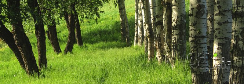 قاب عکس مدرن بهار منظره   طبیعت / روستایی اثر محمدرضا کیوانفر