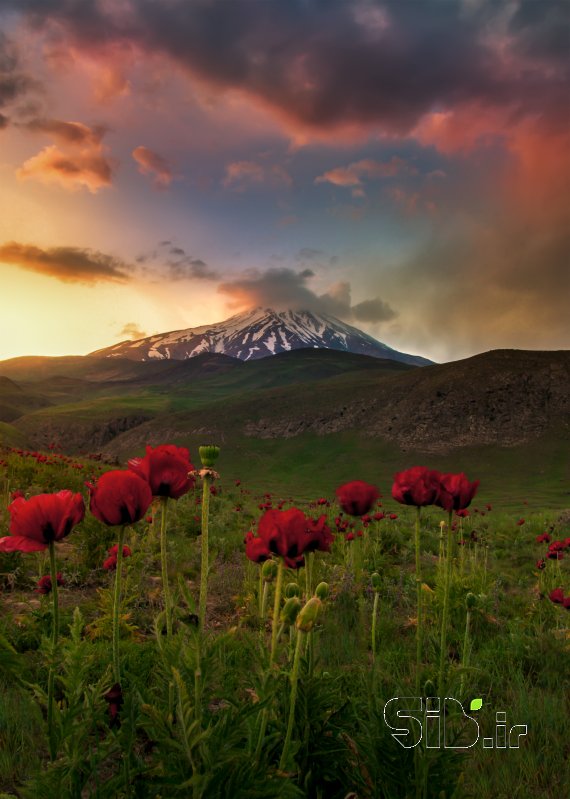 قاب عکس مدرن غروب در دامنه دماوند منظره   طبیعت / روستایی اثر علیرضا رستگار