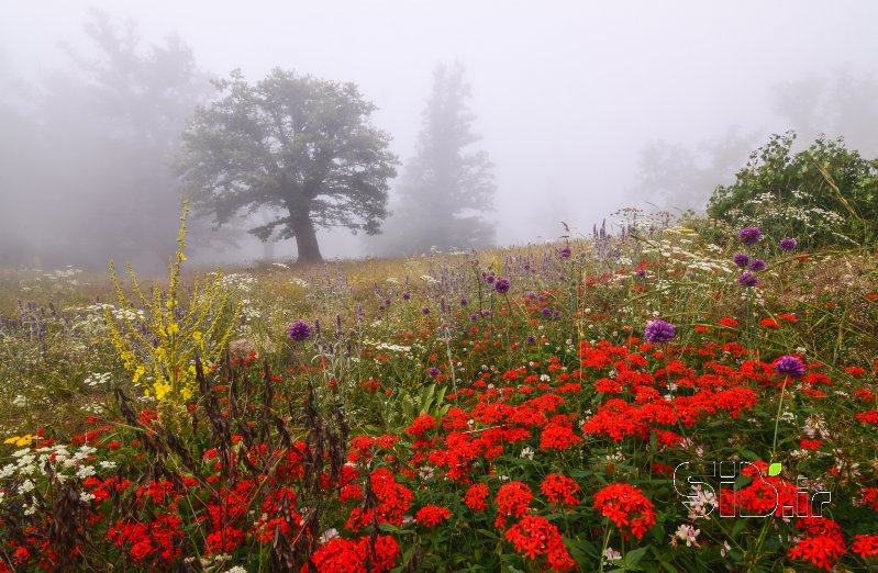 قاب عکس مدرن رنگ  منظره   طبیعت / روستایی اثر علی رضا شاه حمزه