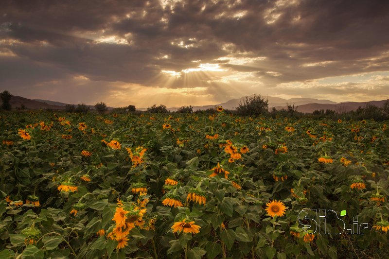 قاب عکس مدرن مزرعه آفتابگردان  منظره   طبیعت / روستایی اثر بیوک  راعی شجاعی 