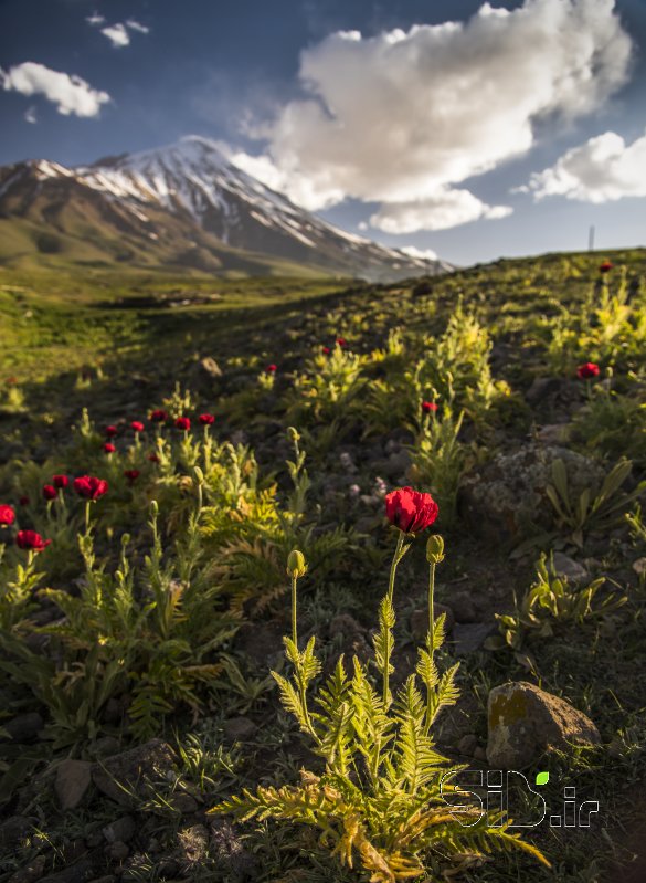 قاب عکس مدرن دماوند منظره   طبیعت / روستایی اثر فرید ثانی