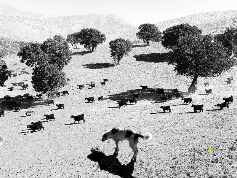 قاب عکس مدرن گله منظره   طبیعت / روستایی اثر محمد رضا معصومی