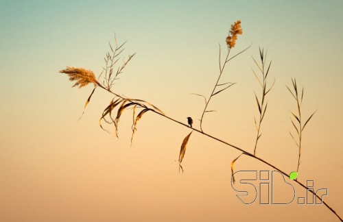 تنها در نی‌زار