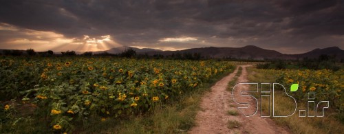 جاده ای در مزرعه آفتابگردان  