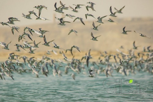 پرواز بر روی آرامش