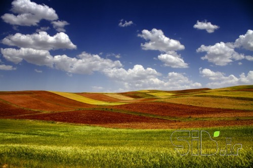گندمزار