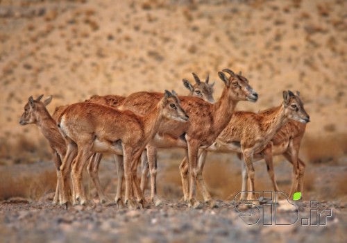 میش ایرانی
