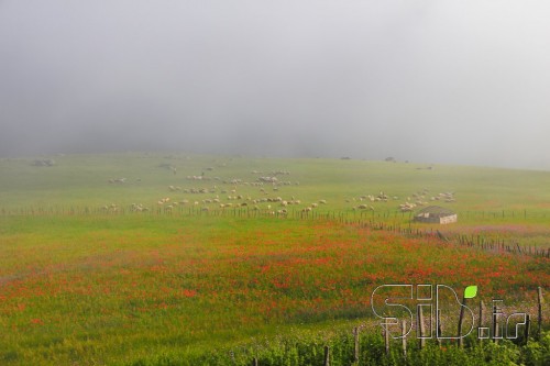 ایران سبز ما