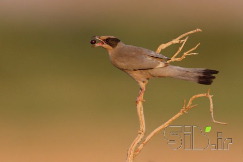 میوه خوار