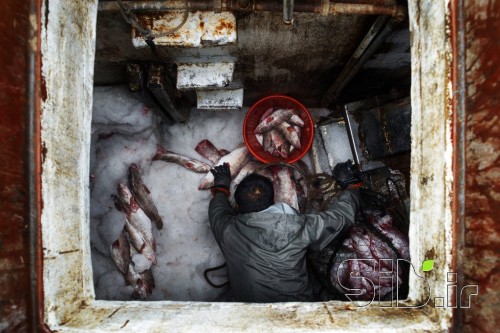 Fisherman