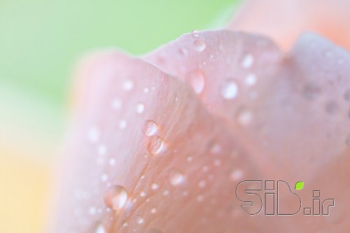 گل رز صورتی 2