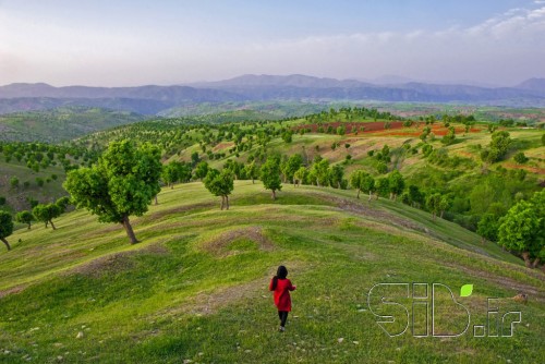 تنهایی