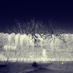 ;کوچه باغ
