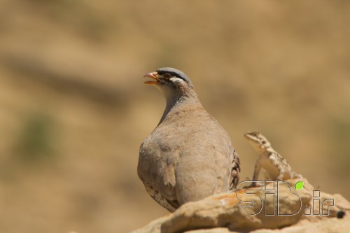 ظهر تابستان 