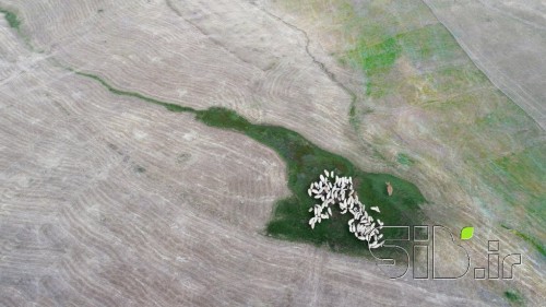 چمنزار