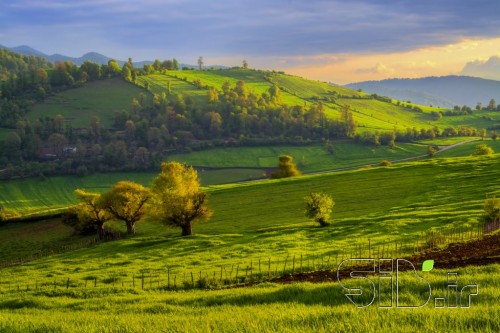 Green Meadow