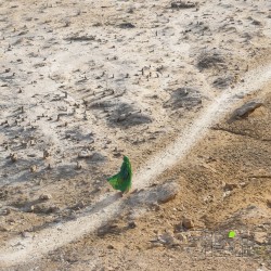 مرگِ سبز