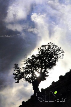 بدون عنوان