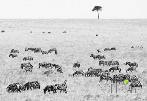 Savana