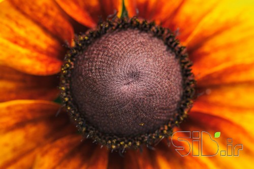 گل 