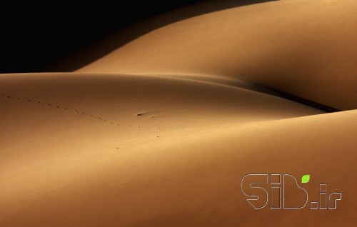 desert and the human torso