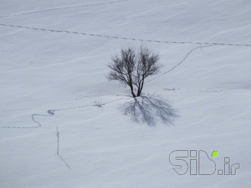 ایستاده در سرما