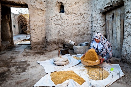 گندم برای نان