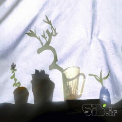 سایه