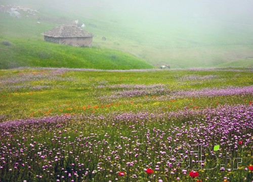 بدون عنوان