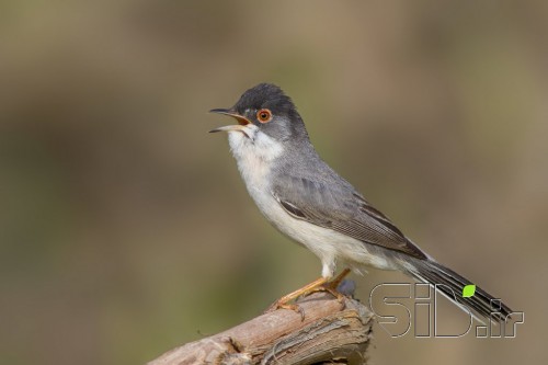 آوازه خوان