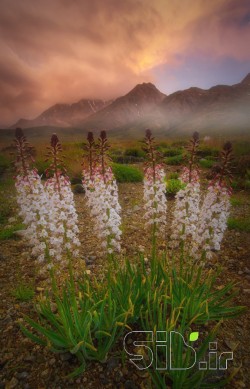 Twilight
