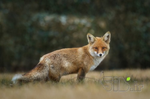 Red Fox