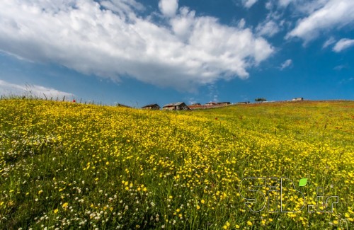 زندگی در میان گلزار