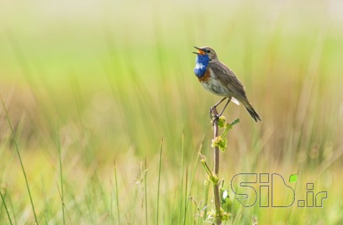 Blue Song
