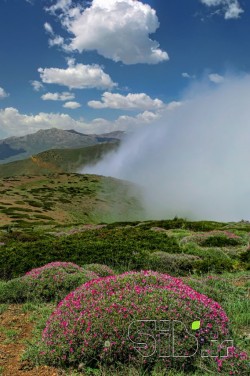 زیبایی های بهار 