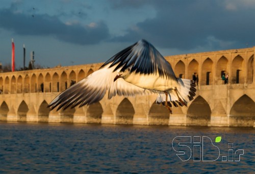 بدون عنوان