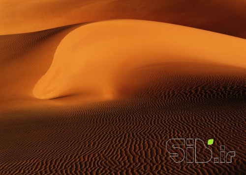 Desert Dolphin