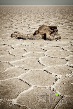 مرگ در بیابان