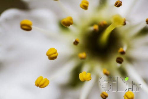 نمای نزدیک